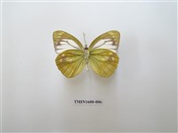 藏品(淡褐脈粉蝶)的圖片